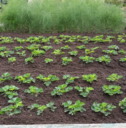 Uitlopers overzetten met een flinke kluit.